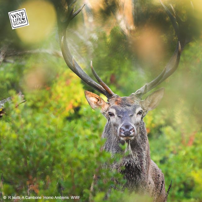 Edelherten gaan nu op zoek naar een vrouwtje. Om indruk te maken, gaan ze hard burlen. En dat klinkt zo: schooltv.nl/video/burlende…