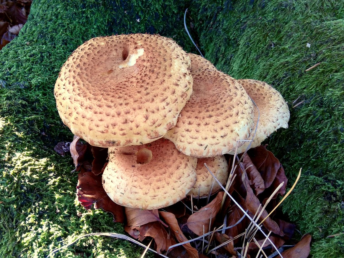 solly_mark's tweet photo. @CoLEppingForest Some kind of scalycap, not far from Strawberry Pond. #ukfd17 #eppingforest https://t.co/34by6QS5xi