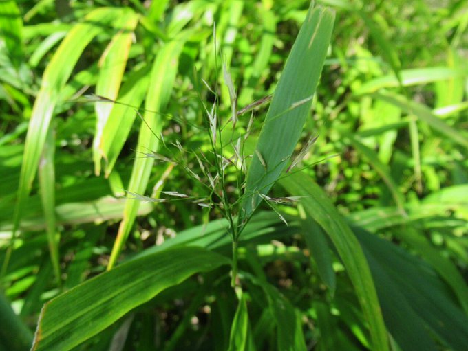 フウチソウの育て方は 植え替えや剪定 増やし方など長く育てるコツを解説 Kurashi No