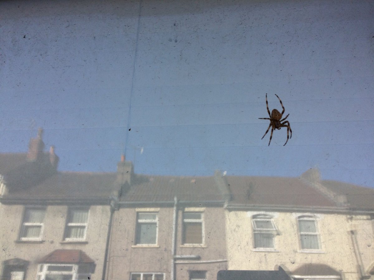 lauraaimeef's tweet photo. Spiders run through my dream livingroom (so my feet don’t touch the ground) &amp; my real one, spin webs on washingline &amp; windows #weave #wisdom https://t.co/qsnDJfvREf
