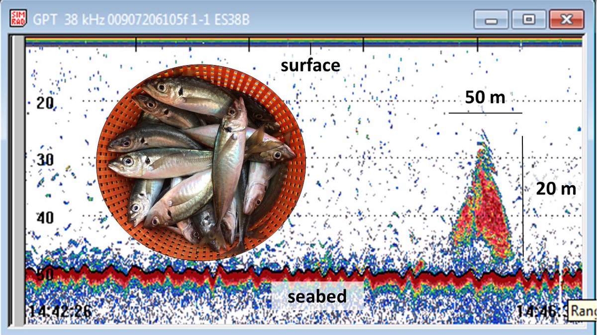 A good catch of large horse mackerel helps us to identify the acoustic mark on the echosounder <a href="/CefasGovUK/">Cefas</a> <a href="/ICES_ASC/">ICES</a> #PelticSurvey