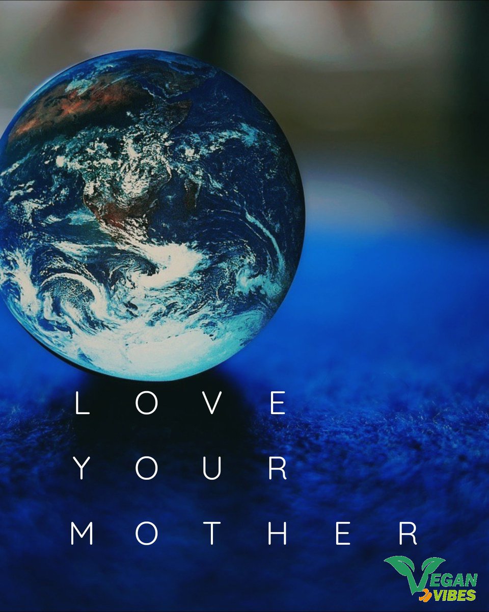 Vegan Vibes (@veganvibespage) on Twitter photo 