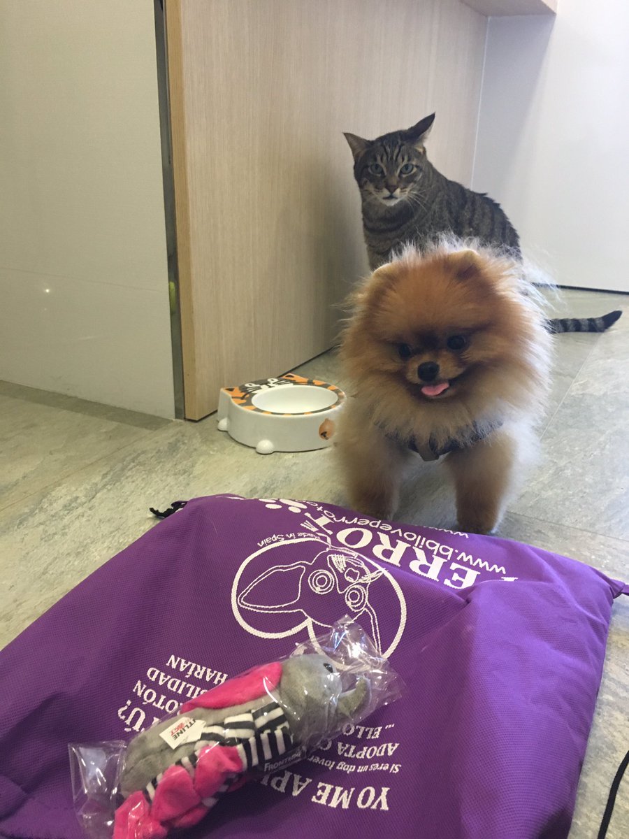 Yoda feliz con su welcomepack de #perrotonmadrid2017 #PerrotonMadrid2017. A por su cuarto #Perroton <a href="/PerrotonEspana/">Perrotón España</a> <a href="/AlejandraBotto/">Alejandra Botto</a> 😍