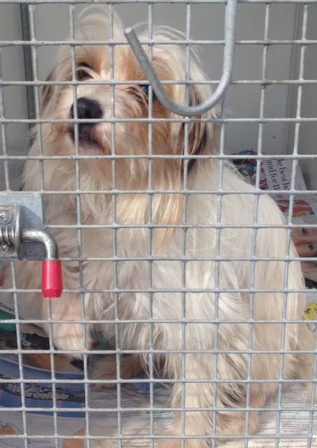 findmurphyhusky's tweet image. HELP little lady found in Ingoldmells she's Microchipped to a Bradford address, will be rehomed in 7 days if owner not found #Urgent