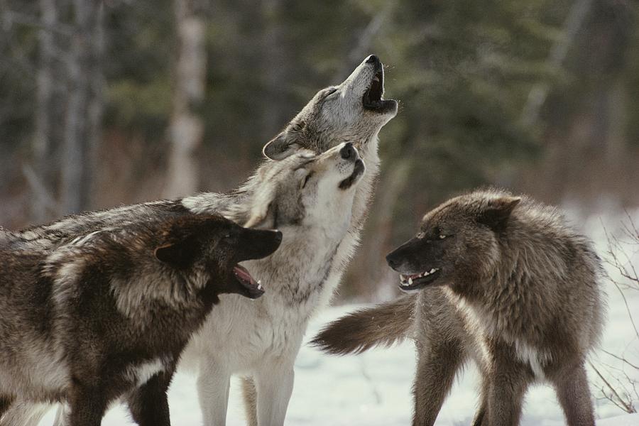 _wolves__'s tweet image. Have a nice Sunday wolf lovers