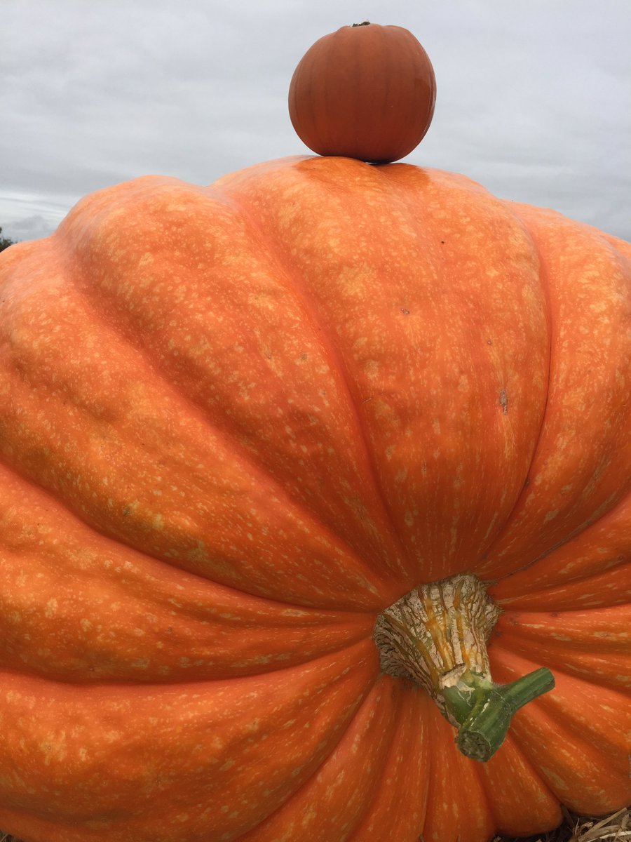 GiantPumpkinsIE's tweet photo. The Giant Pumpkin weigh off kicking off here at 1pm! 🎃 see you all there #PumpkinsAtTheReady https://t.co/4SHYCZ1t4a