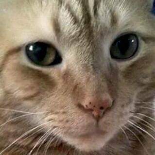 Bailey DaCat tweet media