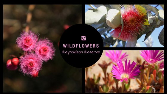 aroadtravelled1's tweet photo. What wildflowers will you find in the Australian Golden Outback?
#travel @WonganHills 
https://t.co/9XMvTQ2qRS https://t.co/gF0rtAW9UE