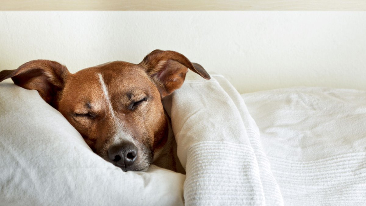 Hoteliers: 54% say their pet is too much a part of their family to exclude it from a holiday? Is your hotel #dogfriendly? https://t.co/saRTjabEiY