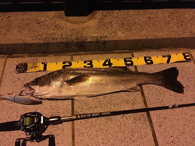 バスロッドでシーバス Twitter Search Twitter