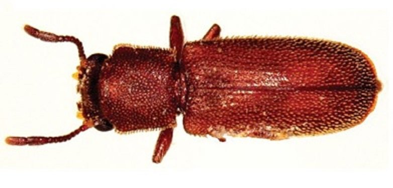 ransfordpest's tweet photo. Worried about #termites or #carpenterants? Add #powderpostbeetles to that list. Learn why @ransfordpest https://t.co/lMuDwJlsOh #beetles https://t.co/XrEWF452P3