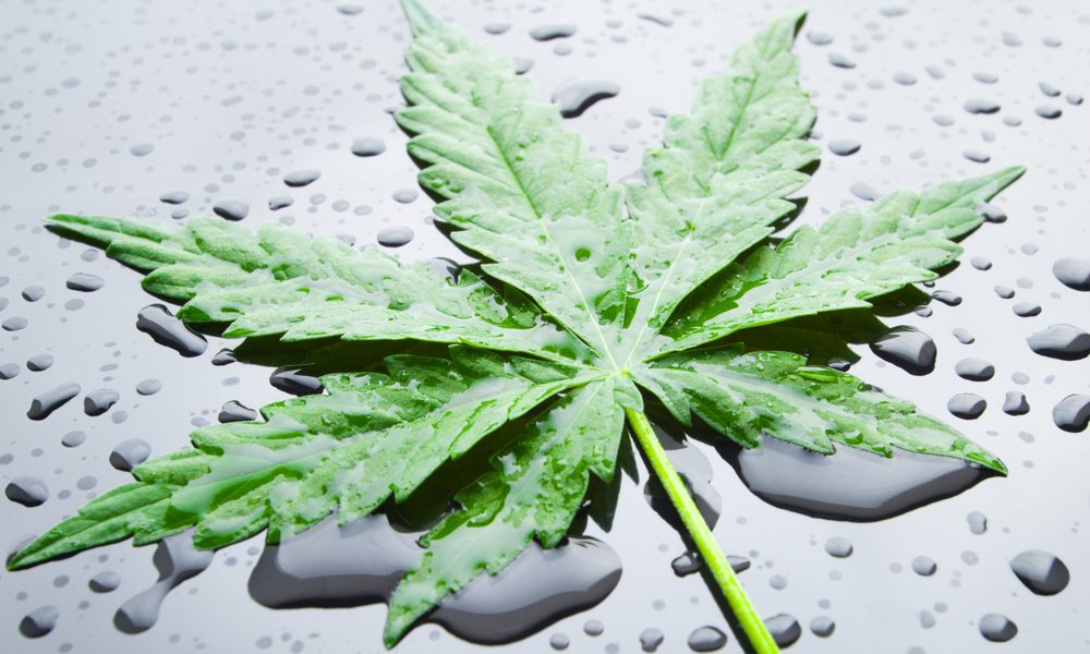 RedEyesOnline's tweet image. How To Grow Hydroponic Weed for Beginners (Free eBook Included) at
greencamp.com/hydroponic-wee…
#HydroponicWeed #GrowingGuide