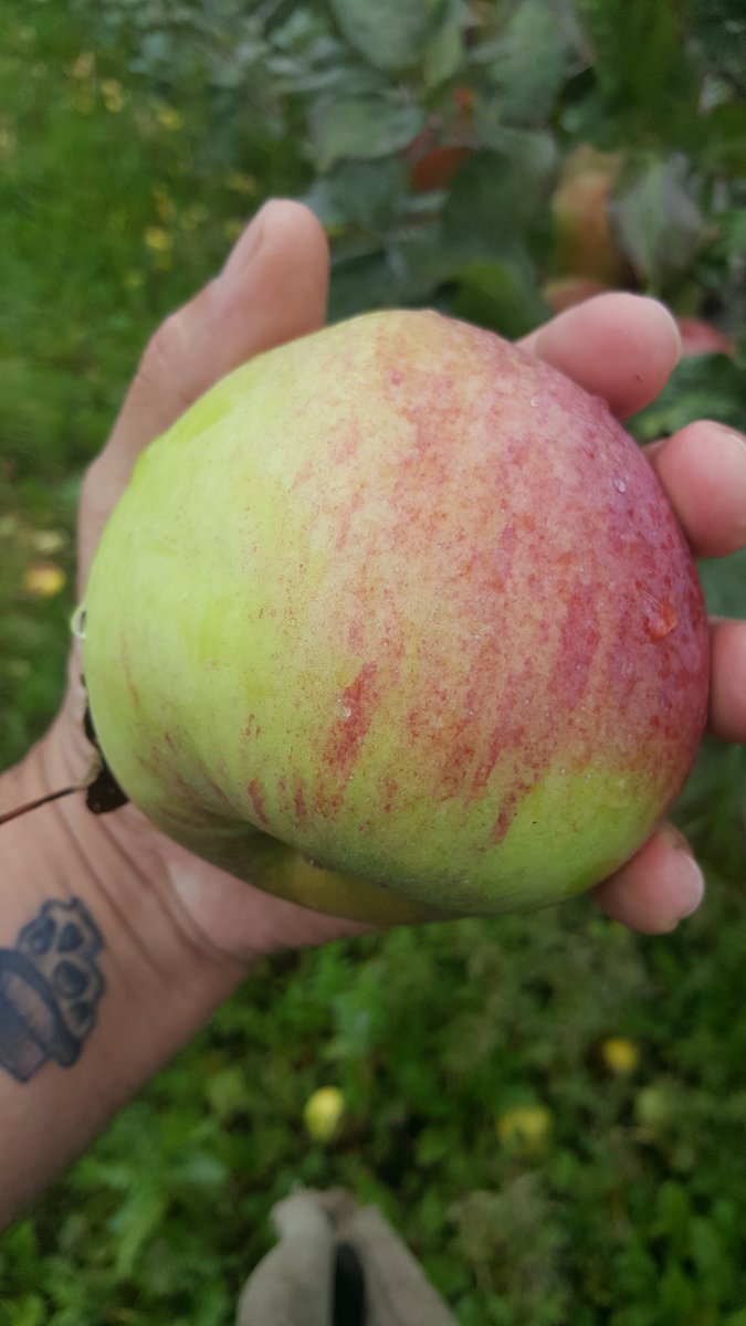 GannonsCider's tweet photo. Second pick complete! How do you like them apples 💪🍏 #BigHands #LookAtTheShineOnPottersHead https://t.co/TIFa4hAei0