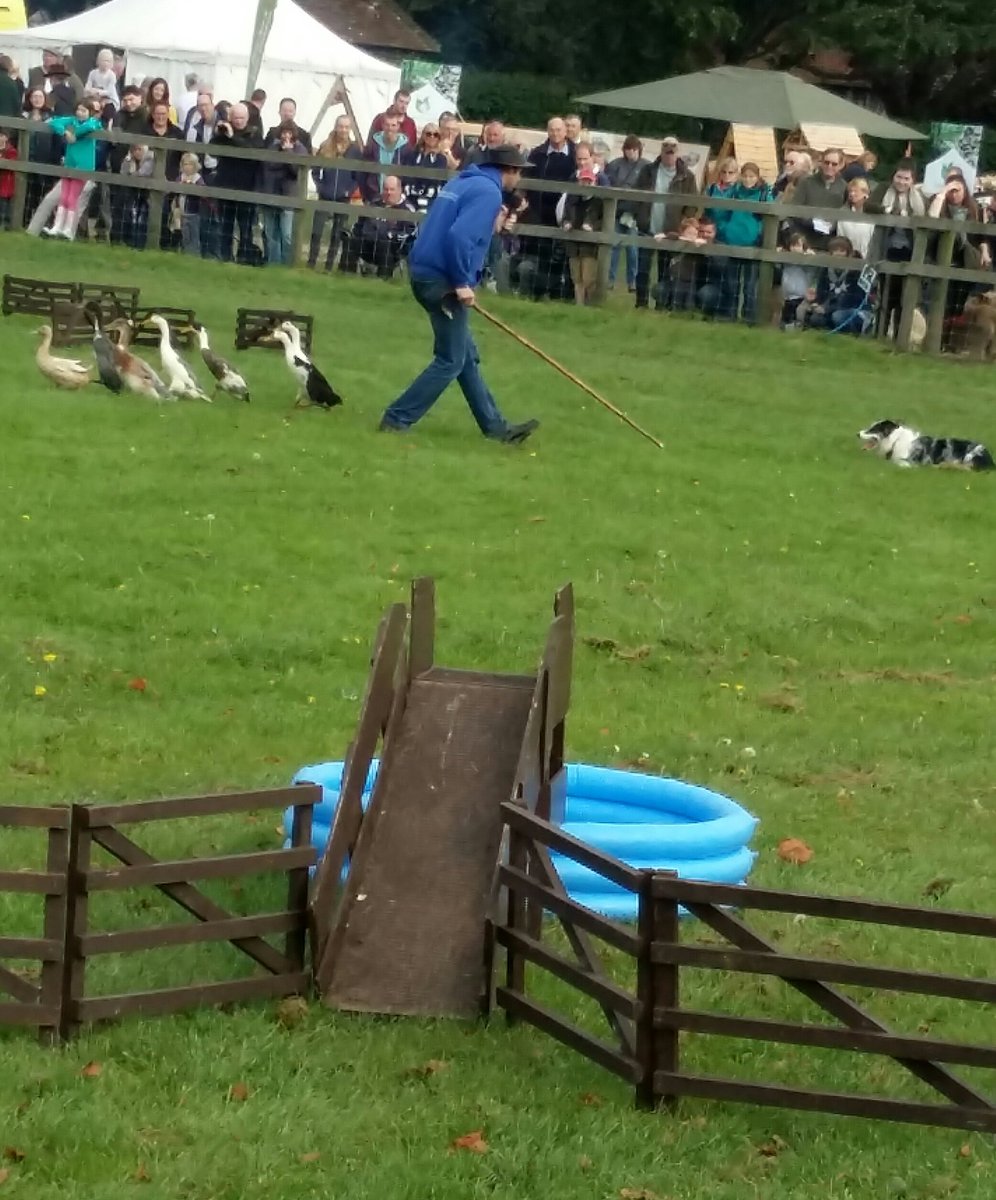 GrahameLehkyj's tweet photo. @DogAndDuckShow at autumn show https://t.co/oGPAa11U8q
