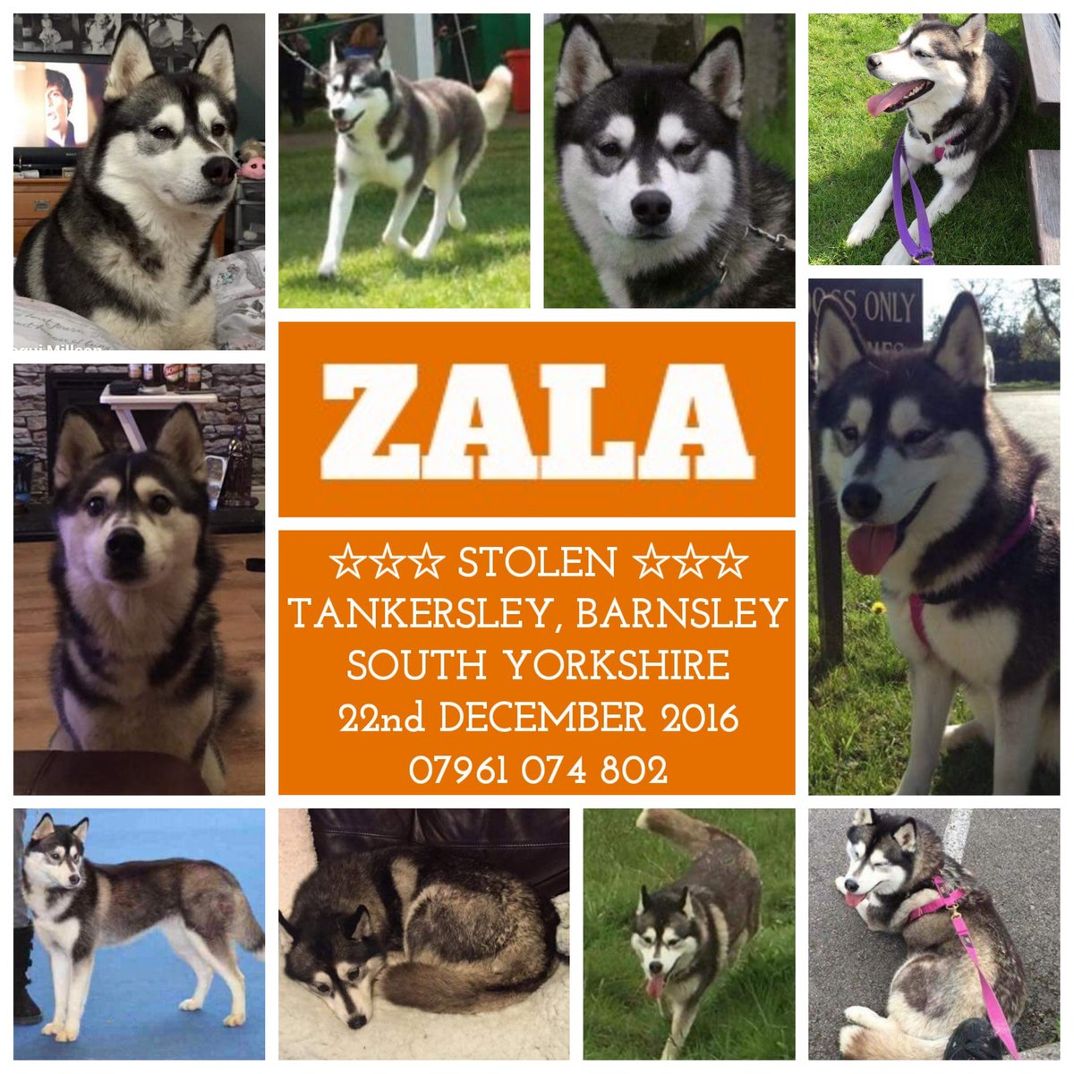 RT <a href="/findzalaandzeus/">Find Zala & Zeus</a>: #Zala #Husky #Family
Where are you? #TimeToComeHome #Barnsley <a href="/AWOLPets/">AWOL Pets</a> @shannonvjones2