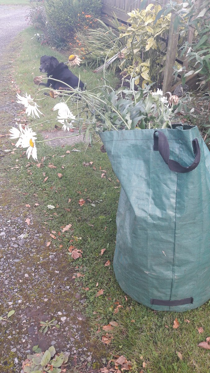 myblue90's tweet photo. Ah well, Not as if there is anyone in my life who i can send these fresh flowers to 😂
#Compost2017 https://t.co/RfZrDIA0fI