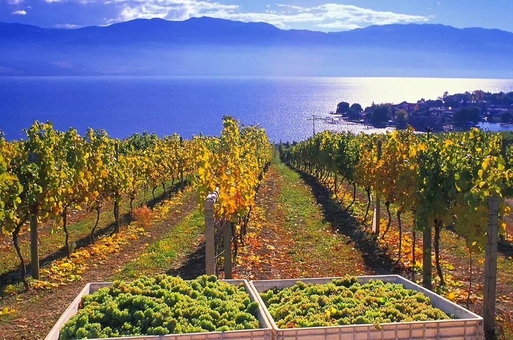 KelownaTours's tweet photo. We can't get enough of these Fall colours in the vineyards 🍁 #clubwinetours #explorebc #okanagan #bcwine https://t.co/xKWMJQsY2O