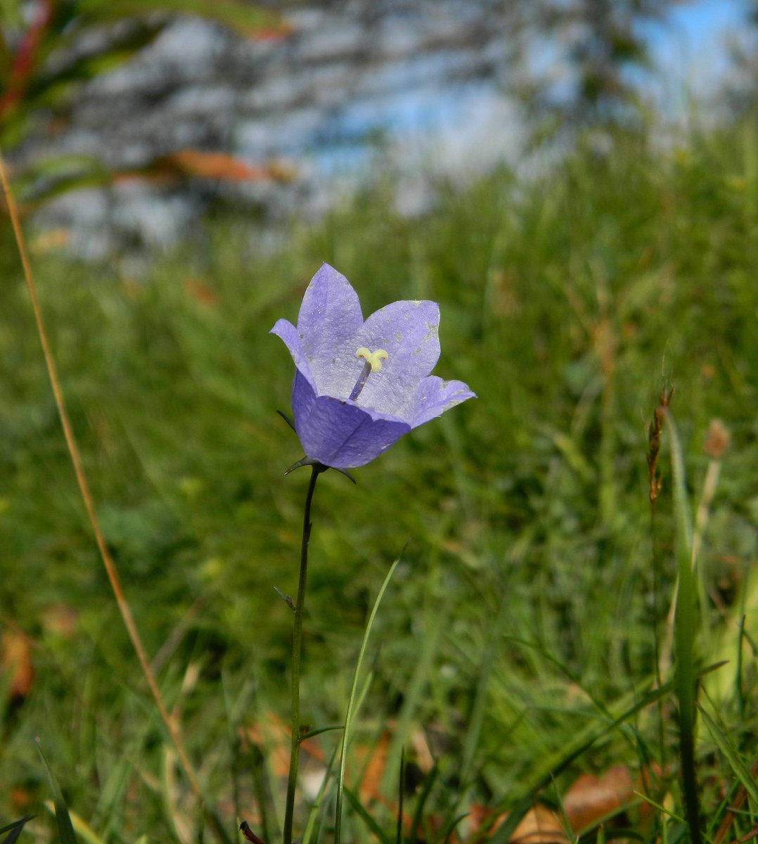 Reefpaths's tweet photo. “Last of the Harebells” #TunstallHills – Beautiful wildflower, inspiring poets through the ages: “Hope is like a Harebell - Christina Rossetti @SunderlandPic @BSBIbotany https://t.co/cAovVlIl4P
