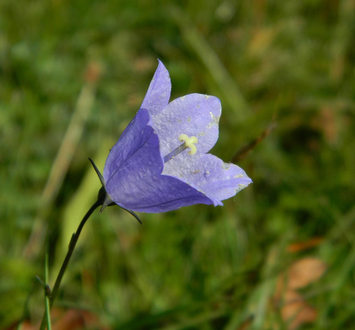 Reefpaths's tweet photo. “Last of the Harebells” #TunstallHills – Beautiful wildflower, inspiring poets through the ages: “Hope is like a Harebell - Christina Rossetti @SunderlandPic @BSBIbotany https://t.co/cAovVlIl4P
