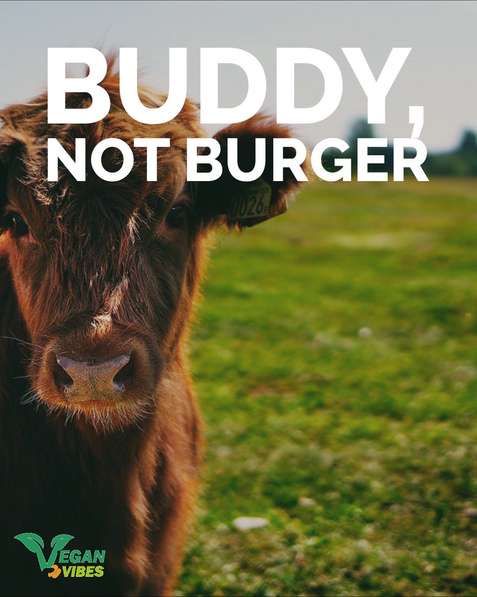 Vegan Vibes (@veganvibespage) on Twitter photo 