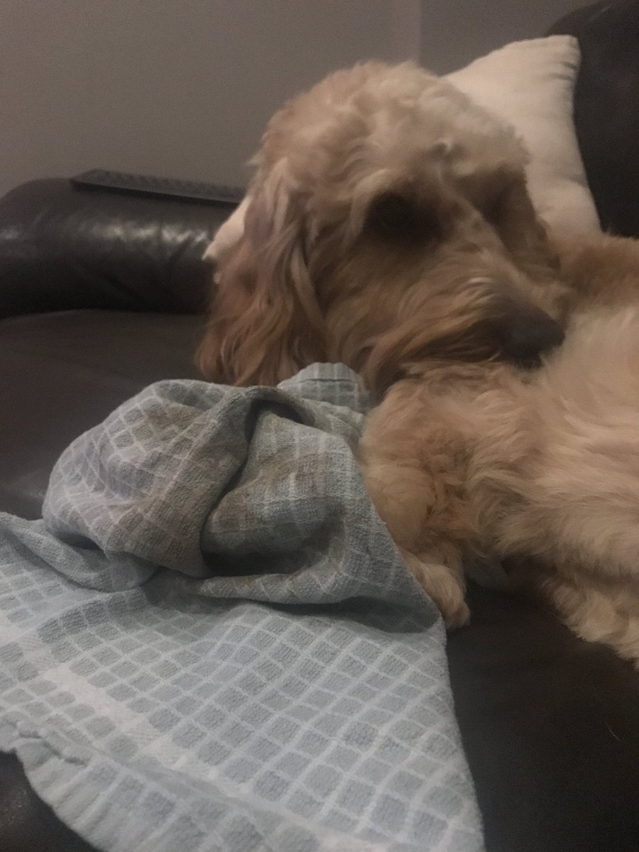CockapooX2's tweet image. You wash, I’ll dry? #cockapoo #cockapoopuppies