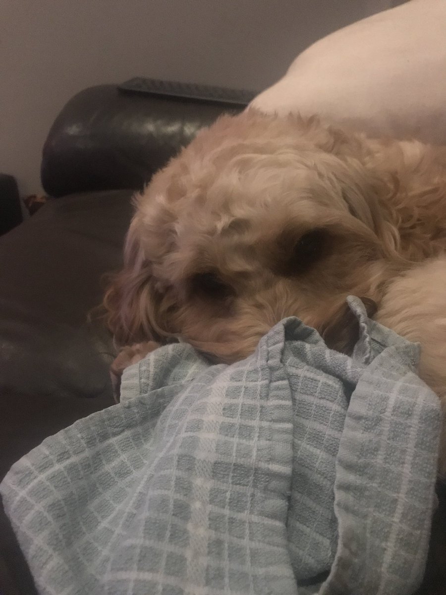 CockapooX2's tweet image. You wash, I’ll dry? #cockapoo #cockapoopuppies