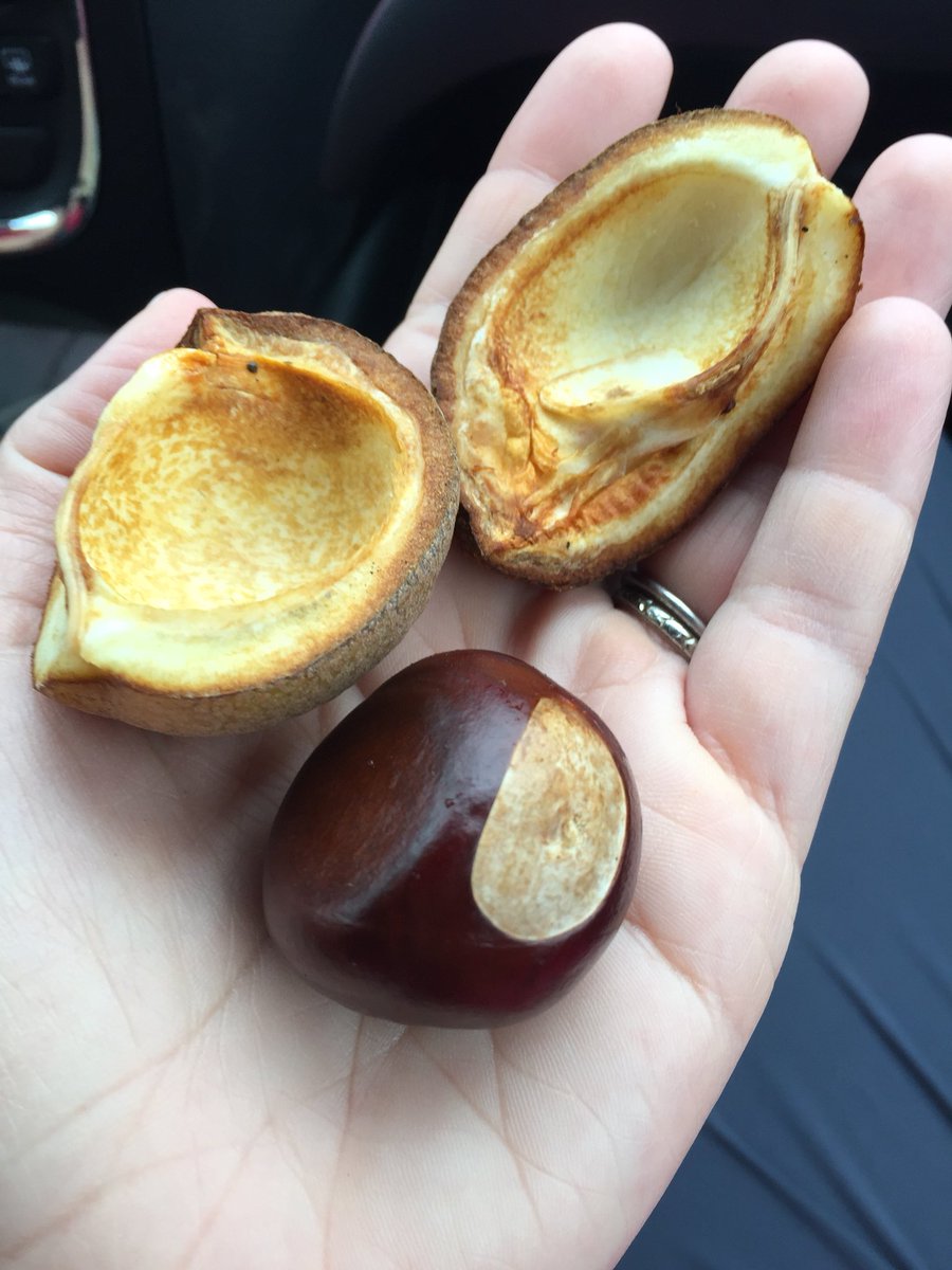 JoannaKletter's tweet photo. Hey third grade, check out the cool seed I found. Learning about Seed Disperal #sch4STEM @mrslsilverstein @ChapmanKchapman @degiorgio_osd https://t.co/ZvWAmruT6P