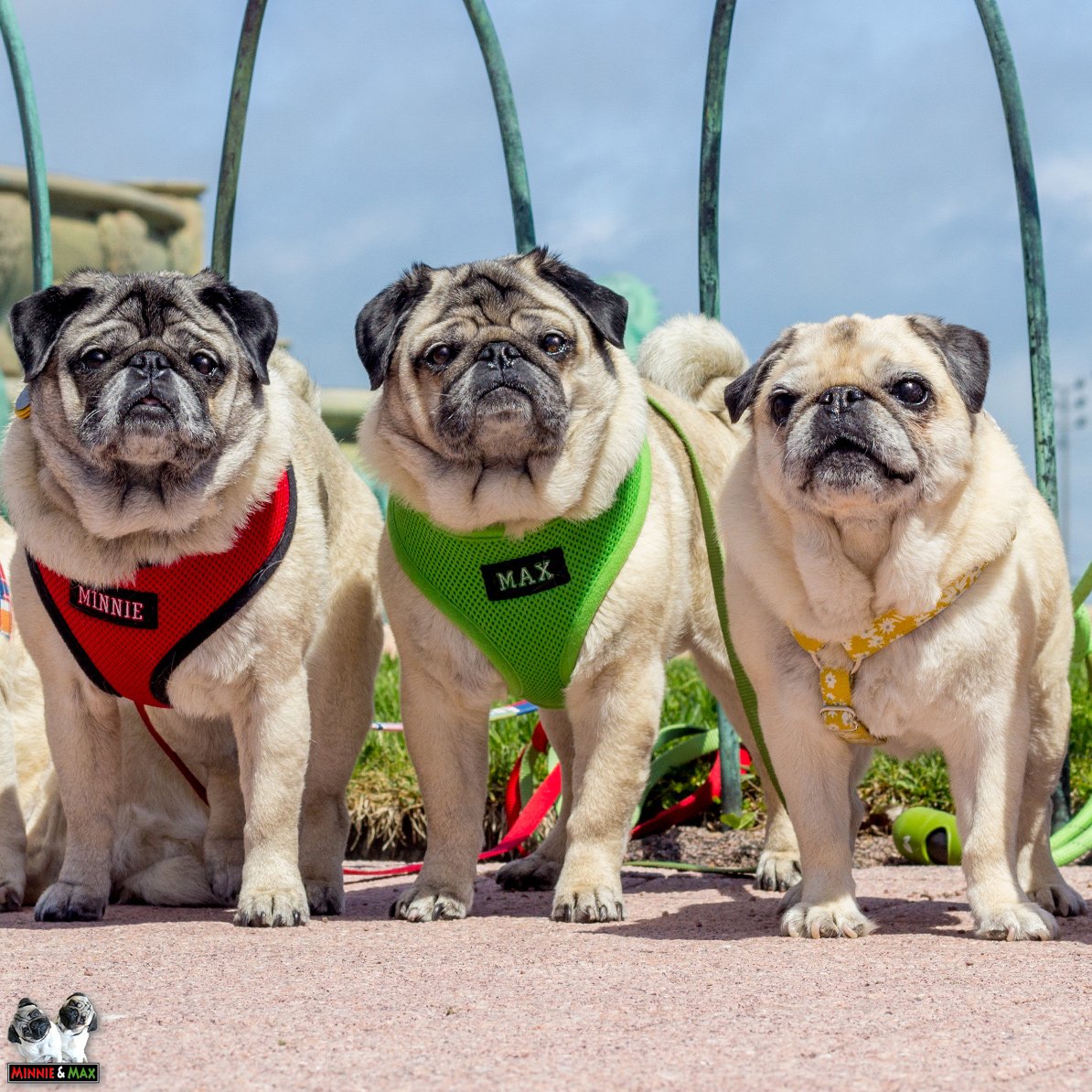 MaggieMiloPugs's tweet photo. Sending love to our good friend @Violet_Pug. โค๏ธ๐๐
#QueenOfChicago https://t.co/DQF0fLQ4Ui