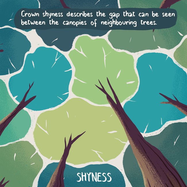JimJourdane's tweet photo. Day 7 (a bit late): SHYNESS #FunFactober #Inktober #Scicomm 🌳
Illustration : @JimJourdane
Text : @Emma_Hollen https://t.co/NU9KWhHR87