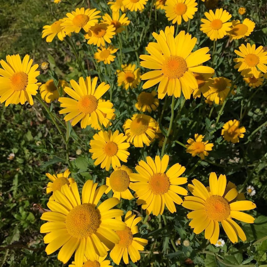 CotswoldAllotmenteer tweet media