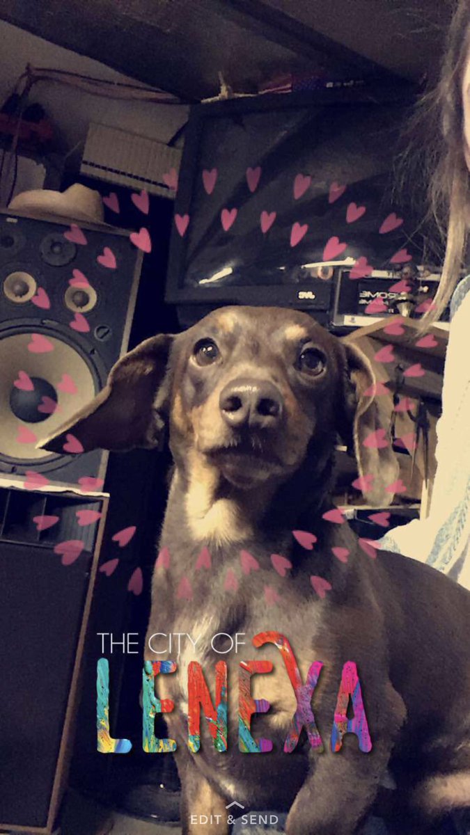 MADI_sonBROWN's tweet photo. If anybody has seen a miniature wiener dog around 83rd and Claire please let me know his name is Hendrix https://t.co/SpX0smVQGP