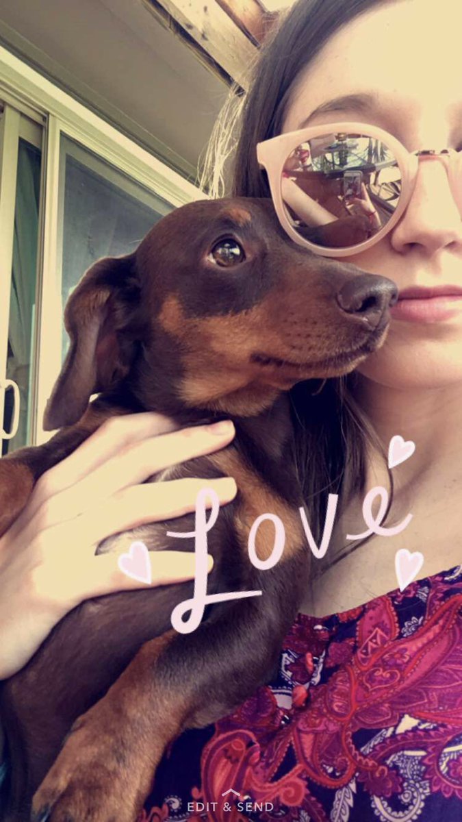 MADI_sonBROWN's tweet photo. If anybody has seen a miniature wiener dog around 83rd and Claire please let me know his name is Hendrix https://t.co/SpX0smVQGP