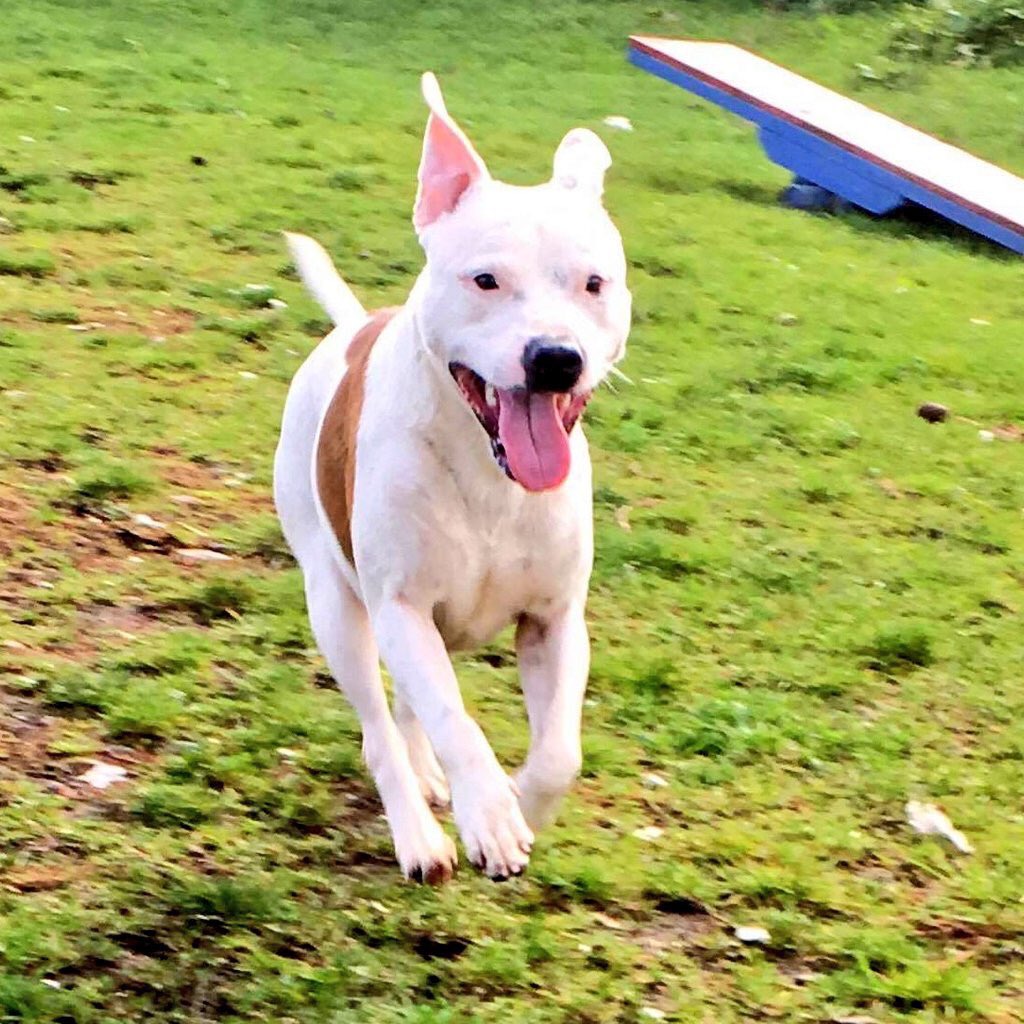 karen73984451's tweet photo. #sundayfunday #hiping to be running outta kennels & into a loving home π‘ beeyootiful boy #Logan ππplz rt #giveadogahome @NWDogRescue https://t.co/jMCMYE2ZkT