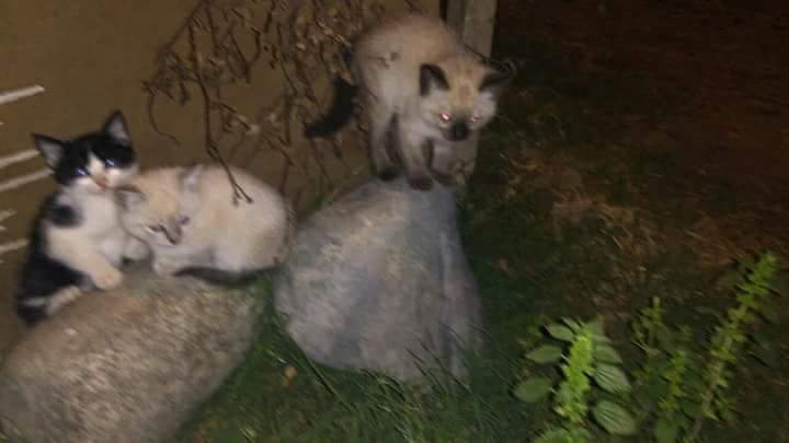 suppa_carlos's tweet photo. @eldestapeweb 3gatos3!!!!! https://t.co/z8aG8yNDc6