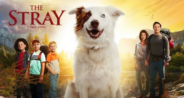 HollywoodJesus1's tweet photo. Take a look at the movie review for The Stray! A story of rediscovering the importance of faith &amp; family. https://t.co/oLZwjhL6qJ #thestray https://t.co/TnNyARCwXH