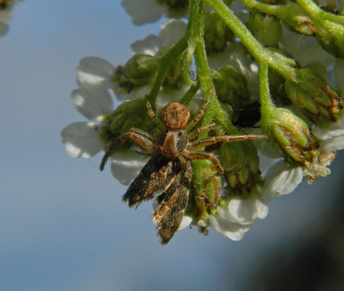 Reefpaths's tweet photo. Crab spider (Xysticus spp) with Nettle tap prey observed on Yarrow #TunstallHils @THPG1 @BritishSpiders @Britnatureguide #DiscoveringNature https://t.co/x5QHSkdkgv
