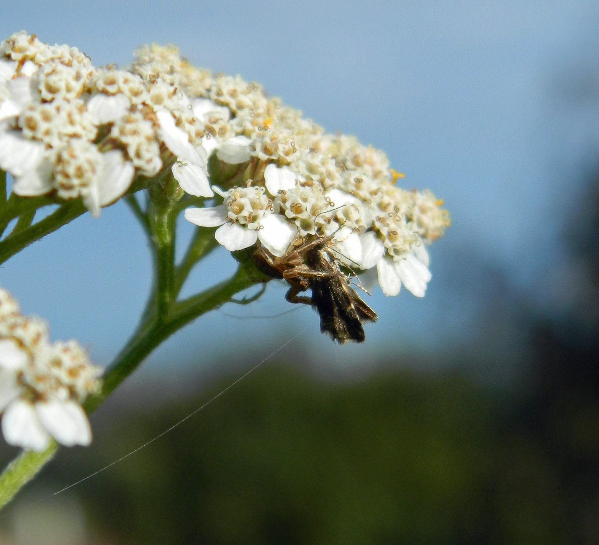 Reefpaths's tweet photo. Crab spider (Xysticus spp) with Nettle tap prey observed on Yarrow #TunstallHils @THPG1 @BritishSpiders @Britnatureguide #DiscoveringNature https://t.co/x5QHSkdkgv