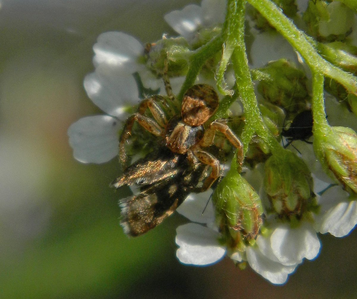 Reefpaths's tweet photo. Crab spider (Xysticus spp) with Nettle tap prey observed on Yarrow #TunstallHils @THPG1 @BritishSpiders @Britnatureguide #DiscoveringNature https://t.co/x5QHSkdkgv