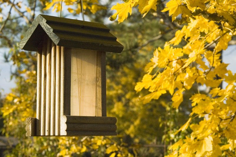 Migration And More: The Fall Bird Show dlvr.it/PtCXS0 https://t.co/OT9EFGBG7g