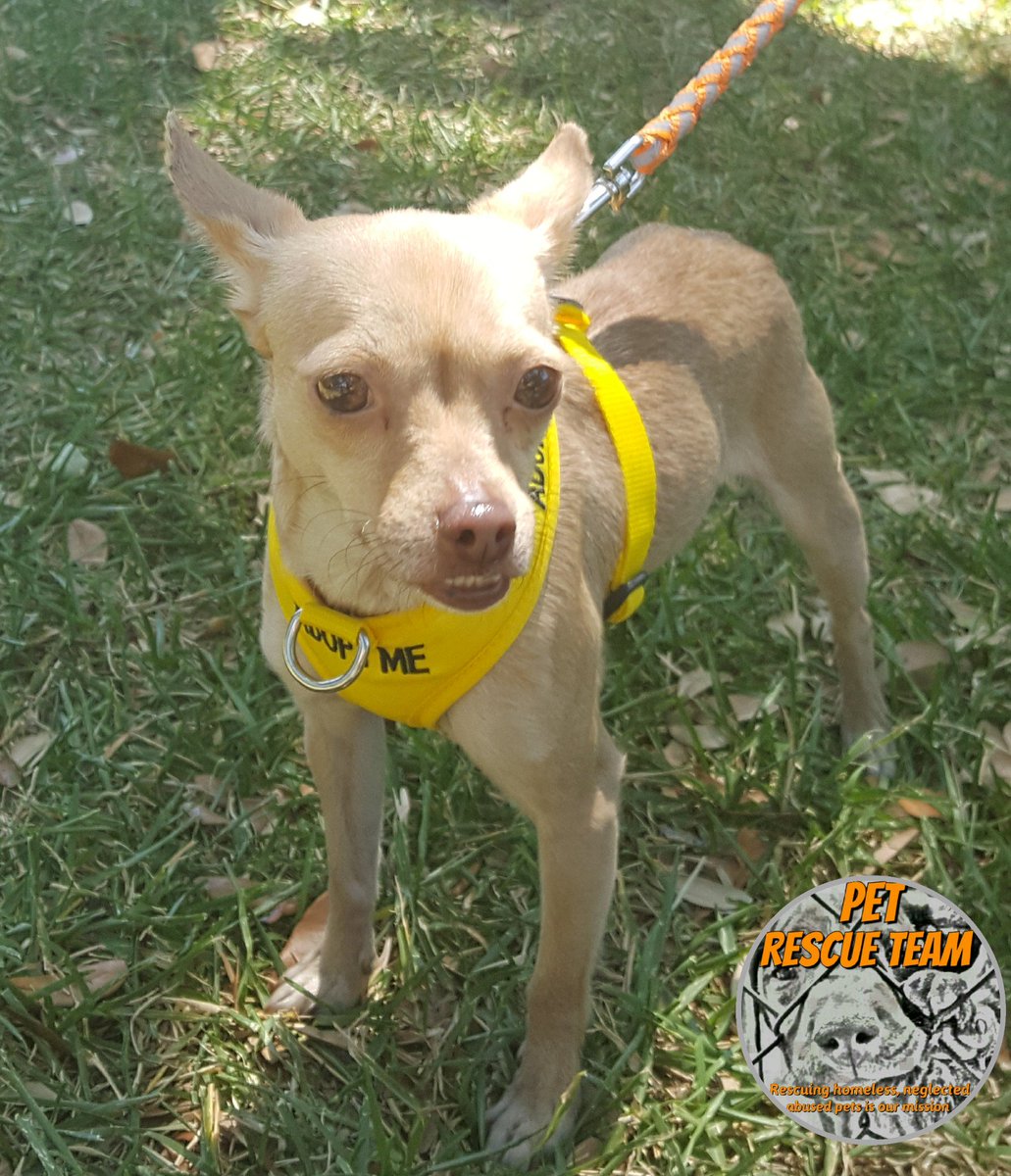 Mitzi still available for foster or adoption. Visit PetRescueTeam.com for her profile and submit an application. #FostersSaveLives