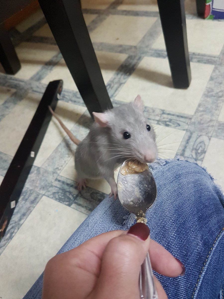 TLTbull's tweet photo. "Thanks for sharing your breakfast mom!!" #petrats #cute #breakfast #yummy https://t.co/ZgriLf03Ej