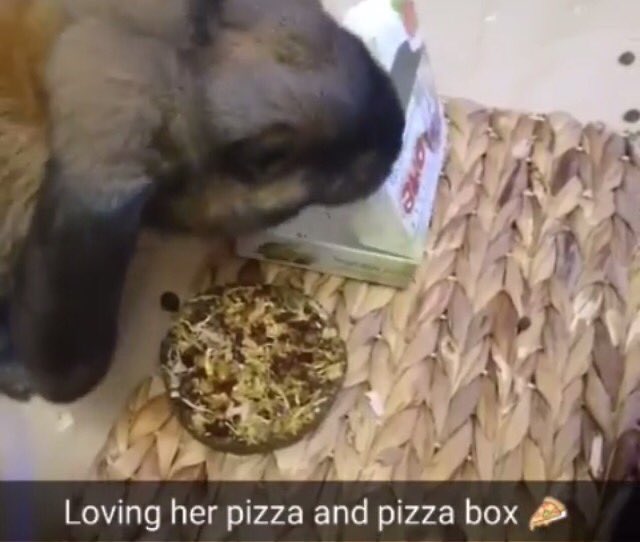 JansonJenna's tweet image. I sayed Peter do not eat the 🍕 😋 🐰@saveABunny @TheDailyBunny @BeatrixPotter #BunnyLove #bunnyselfieday #bunnies #SelfieSunday