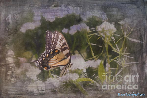 camerameets's tweet photo. New artwork for sale! - "Butterfly Garden" - https://t.co/B8hzZYKJdB @fineartamerica https://t.co/wyp9qelXax