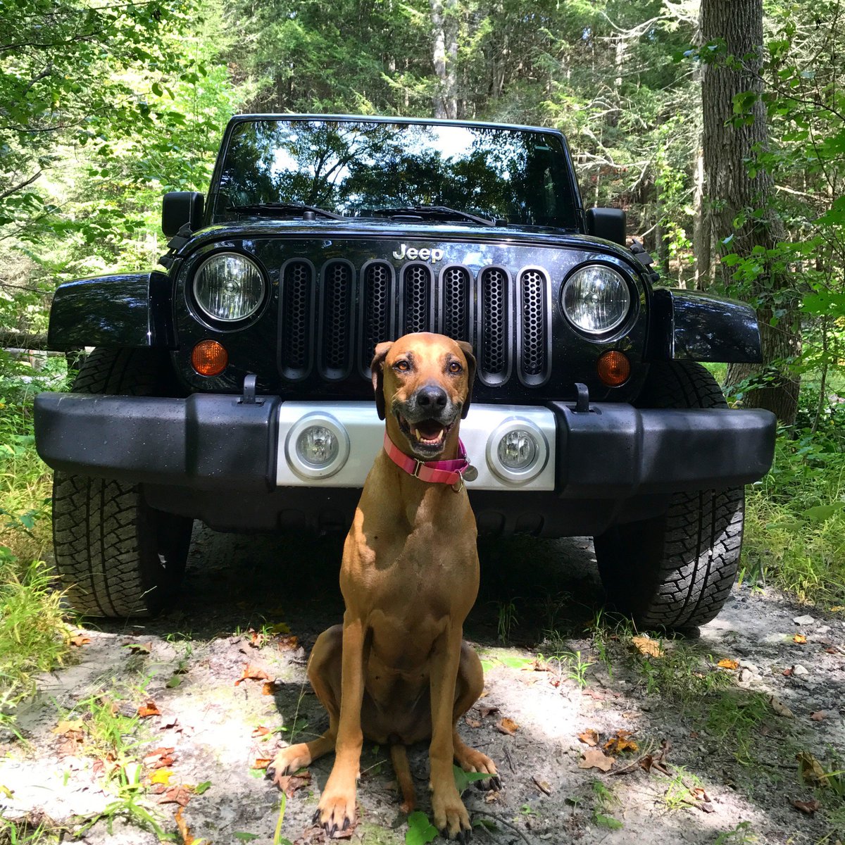 Jeep's tweet photo. Best buds. 📸: Katrina B. https://t.co/lcfAGjh53h