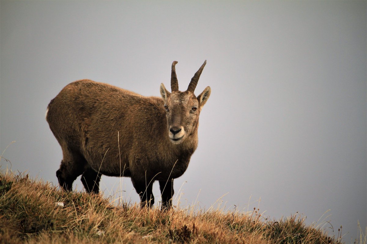 mer et montagnes (@jmfpositive) on Twitter photo 