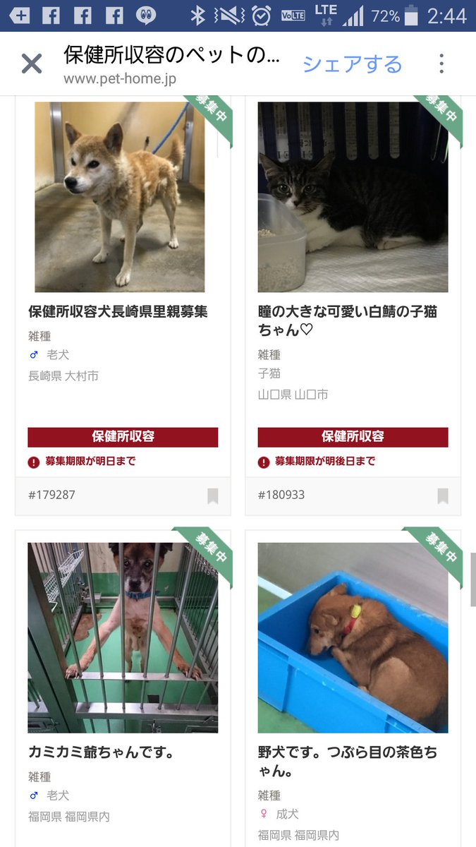 ホワイト 明日まで 里親募集 緊急 迷い犬 ブリーダー ペット ショップ 可愛い 犬を飼いたい 日本 改革 行政 至急 この子達は今すぐにでも飼い主が見つからなければ殺される お願い 飼い主になってもらえませんか T