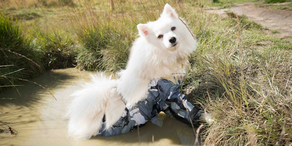 TheDogvine's tweet photo. Dog Trousers Are A Thing &amp; They've Arrived In The UK! Read More On The Blog:   https://t.co/PscA9kX4my #dogs #dogtrousers #dogsoftwitter https://t.co/uMxTG1PC7Z