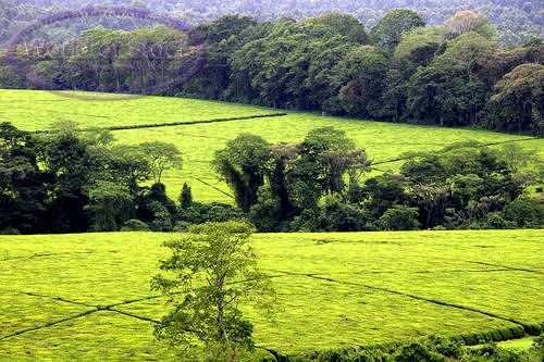 NajivuniaUkenya's tweet photo. Well manicured Tea Plantations in Kericho #County035 KE @KerichoGold @TweetKericho @KTDATea @MagicalKenya @aabradier https://t.co/LuVsLBFSoh