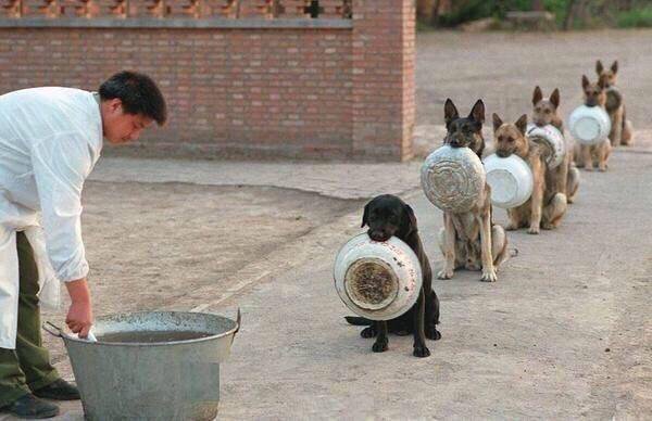 DogLocker's tweet photo. Feeding time at the dog training centre. https://t.co/Lwts2aor9i