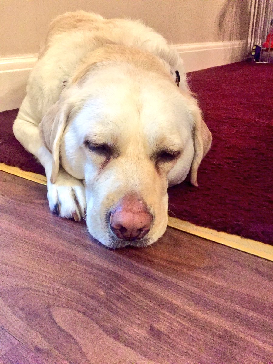 Kika_GuideDog's tweet photo. Little bro is having a sleepover at granny &amp; grandads... can you tell how I feel about that! ☹️ At least he’s back tomorrow 🎉👶🏽🐶
#MissMyBro https://t.co/FHY46SZzqV